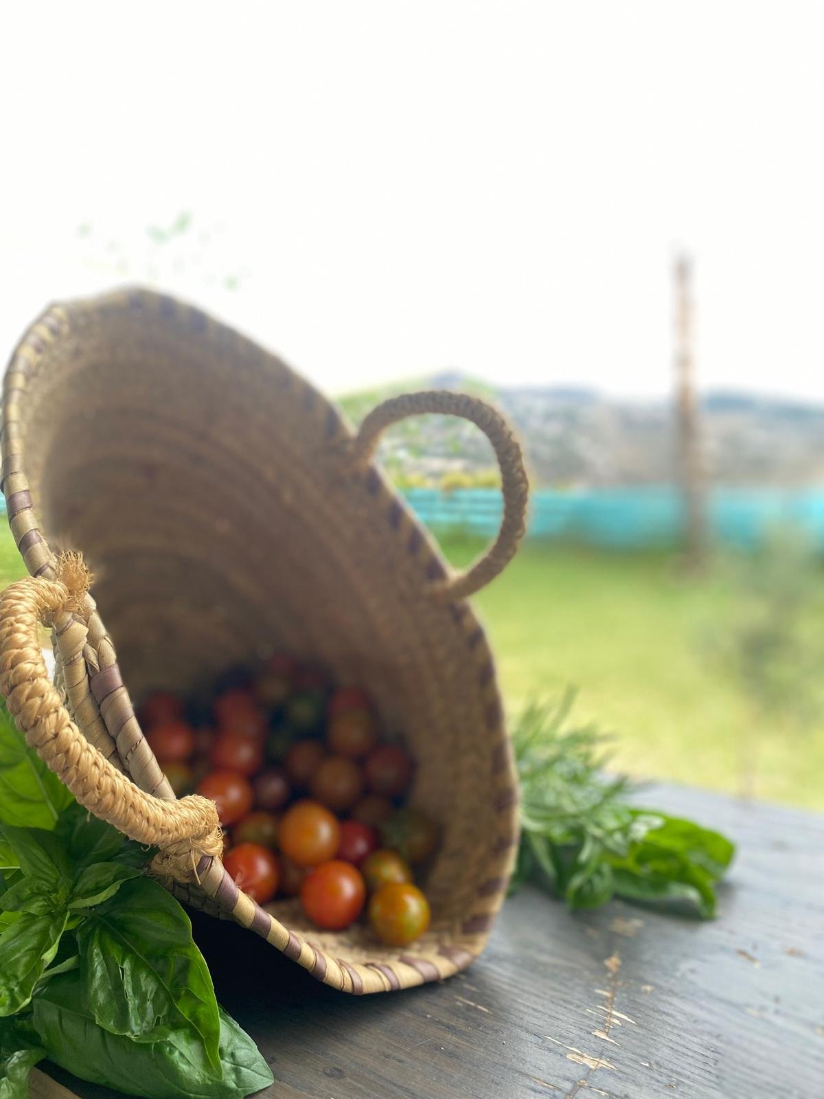Cesta de tomates del huerto