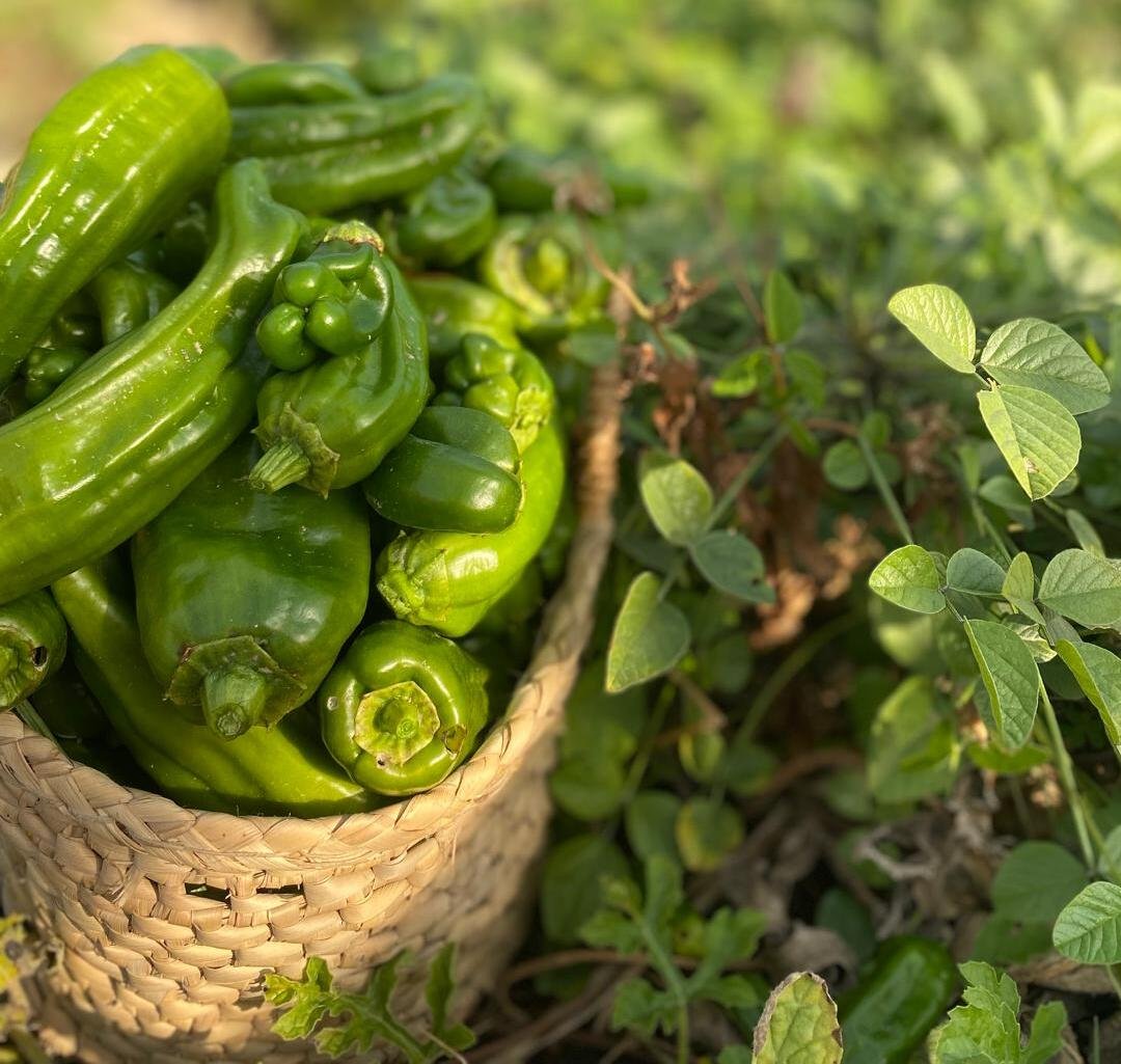 Productos locales de nuestra huerta